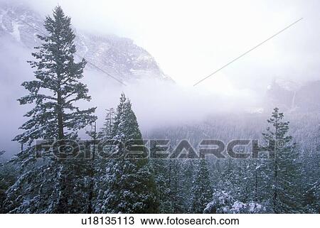 Stock Image - Snow Covered Pine Trees, Yosemite National Park. Fotosearch