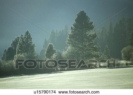 Snowscape, Yosemite View Large Photo Image Picture - Snowscape, Yosemite. Fotosearch