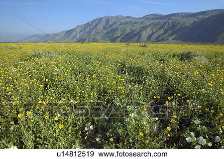 Stock Photo - Spring desert lilies and desert gold in field in Anza-Borrego Desert State Park. Fotosearch