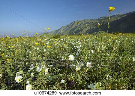 Stock Photo - Spring desert lilies in field in Anza-Borrego Desert State Park. Fotosearch