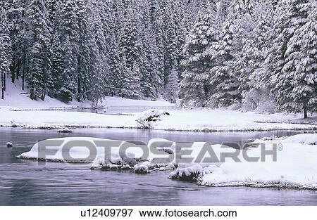 Stock Photo - Stream and Pine Trees in Snow, Lake Tahoe. Fotosearch