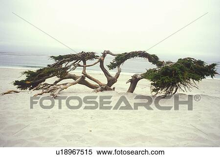 Wind blown Cypress tree in dunes, Carmel View Large Photo Image Stock Photography - Wind blown Cypress tree in dunes, Carmel. Fotosearch