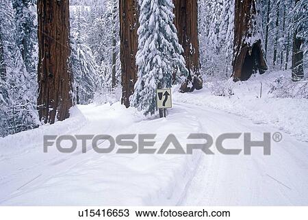 Stock Image - Winter Road in Sequoia National Park. Fotosearch