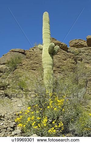 Stock Image - Large saguaro cactus in spring in Saguaro National Park West, Tucson, AZ. Fotosearch