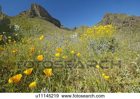 Poppy flower in blue sky, saguaro cactus and desert flowers in spring at Picacho Peak State Park north of Tucson, AZ View Large Photo Image Stock Photo - Poppy flower in blue sky, saguaro cactus and desert flowers in spring at Picacho Peak State Park north of Tucson, AZ. Fotosearch