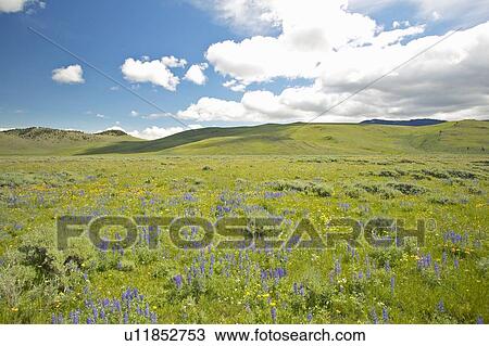 Purple lupine and mountains in Centennial Valley View Large Photo Image Stock Image - Purple lupine and mountains in Centennial Valley. Fotosearch