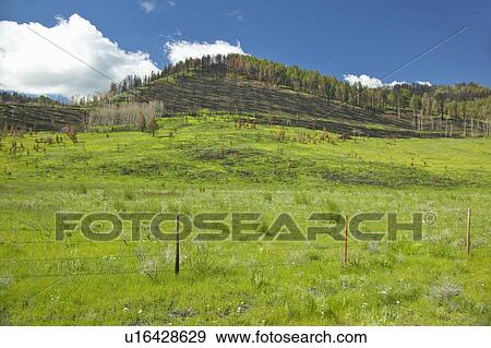Stock Photo - Scorched hillside and fresh spring growth in Centennial Valley. Fotosearch