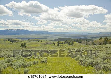 Spring grasslands and flowers in Centennial Valley View Large Photo Image Stock Image - Spring grasslands and flowers in Centennial Valley. Fotosearch