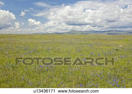 Stock Image - Spring grasslands and mountains in Centennial Valley. Fotosearch