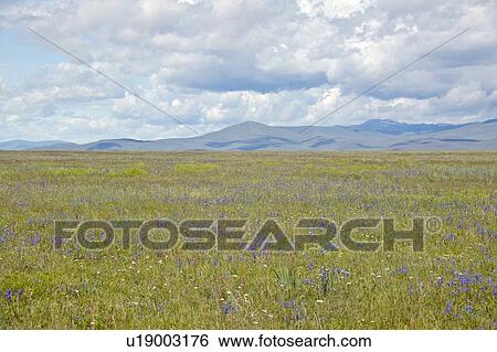 Stock Photograph - Spring grasslands and mountains in Centennial Valley. Fotosearch