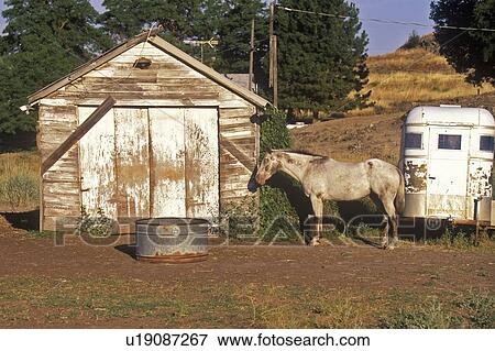 Gray mare in front of barn with horse trailer View Large Photo Image Stock Photo - Gray mare in front of barn with horse trailer. Fotosearch