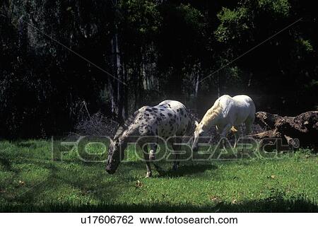 Stock Image - Grazing horses in Springtime. Fotosearch
