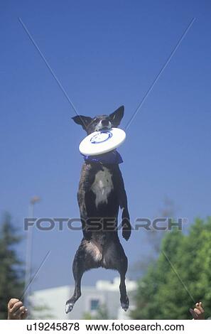 Black Dog catching Frisbee View Large Photo Image Stock Photo - Black Dog catching Frisbee. Fotosearch