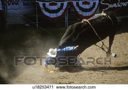 Bull Riding View Large Photo Image Stock Image - Bull Riding. Fotosearch