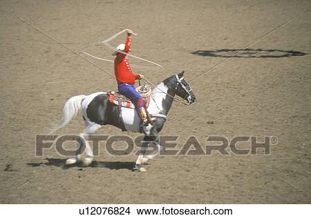 Cowboy ropes and rides horse View Large Photo Image Picture - Cowboy ropes and rides horse. Fotosearch