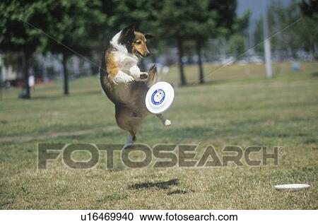 Dog catching Frisbee mid-air View Large Photo Image Stock Image - Dog catching Frisbee mid-air. Fotosearch