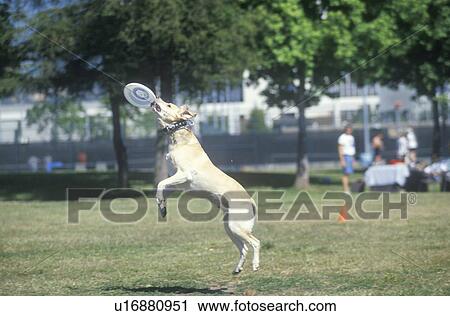 Dog catching Frisbee mid-air View Large Photo Image Stock Image - Dog catching Frisbee mid-air. Fotosearch