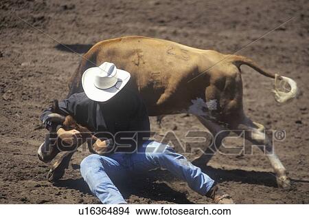 Picture - Steer Wrestling. Fotosearch