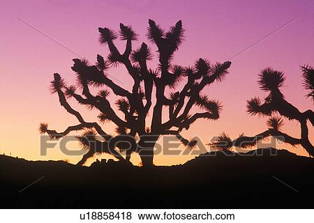 Stock Photo - Joshua Tree silhouette, desert in bloom. Fotosearch