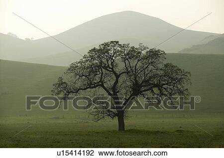 Stock Image - Rolling hills in the spring at sunset. Fotosearch