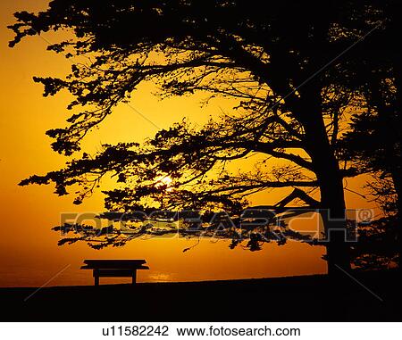 Stock Image - Sunset through trees and bench. Fotosearch