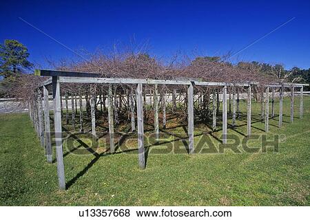 Mother Vine' planted by first English Colonists View Large Photo Image Stock Photo - Mother Vine' planted by first English Colonists. Fotosearch