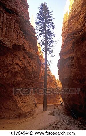 Stock Image - Tree Growing in Canyon, Bryce Canyon National Park. Fotosearch