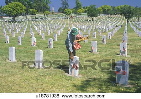 Man Placing Flags at Graves View Large Photo Image Stock Photo - Man Placing Flags at Graves. Fotosearch