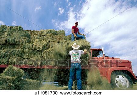 Men Loading Hay on a Truck View Large Photo Image Stock Image - Men Loading Hay on a Truck. Fotosearch