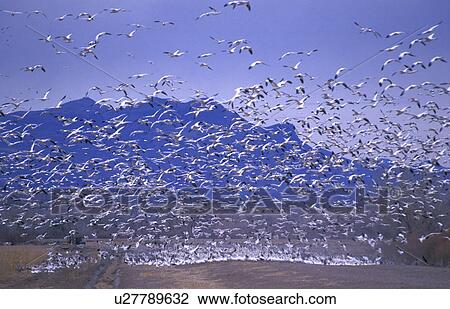 aves, America, anserinae, animals, america, bird, abenddaemmerung View Large Photo Image Stock Image - aves, America, anserinae, animals, america, bird, abenddaemmerung. Fotosearch