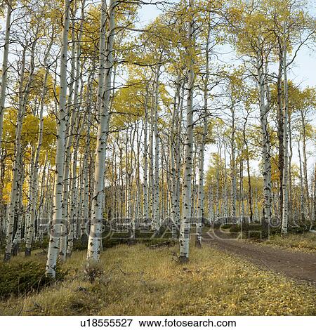 Aspen trees in Fall color in Utah. View Large Photo Image Stock Photo - Aspen trees in Fall color in Utah.. Fotosearch