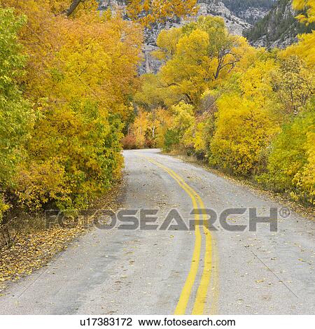 Stock Image - Country road with yellow Aspen trees on both sides.. Fotosearch