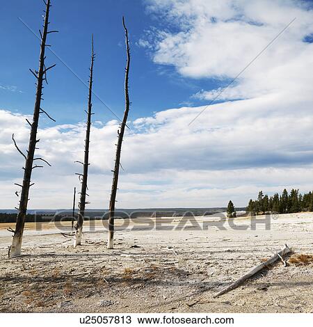 Landscape of dead tress on shoreline at Yellowstone National Park, Wyoming. View Large Photo Image Stock Image - Landscape of dead tress on shoreline at Yellowstone National Park, Wyoming.. Fotosearch