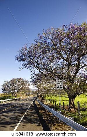 Stock Photo - Road with Jacaranda tree blooming with purple flowers in Maui, Hawaii.. Fotosearch
