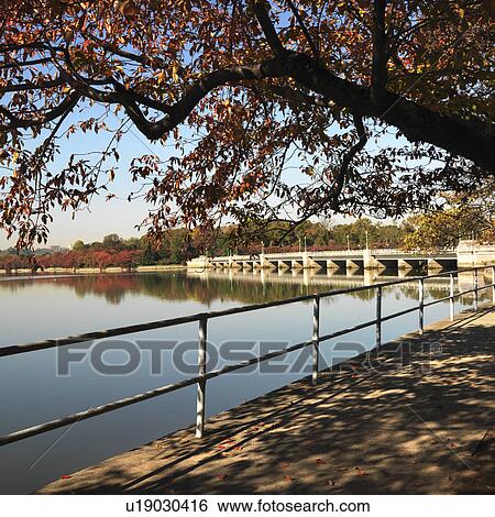 Stock Photograph - Tree by tidal basin in Washington, D. C., USA.. Fotosearch