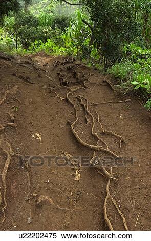 Stock Photography - Hawaii & Kaui. Fotosearch