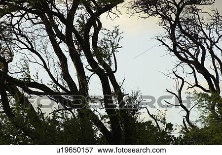 Stock Photo - Maui - Hawaiian Islands. Fotosearch