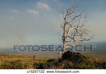 Stock Image - Vegetation - Volcano National Park - Big island, Hawaii. Fotosearch