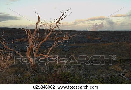 Vegetation - Volcano National Park - Big island, Hawaii View Large Photo Image Stock Image - Vegetation - Volcano National Park - Big island, Hawaii. Fotosearch