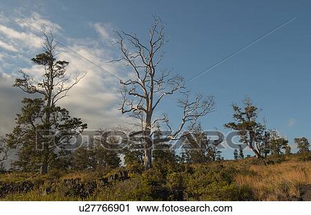 Stock Image - Vegetation - Volcano National Park - Big island, Hawaii. Fotosearch