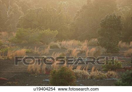 Picture - Volcano National Park - Big Island of Hawaii - Desolation Trail. Fotosearch