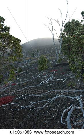 Stock Image - Volcano National Park - Big Island of Hawaii - Desolation Trail. Fotosearch