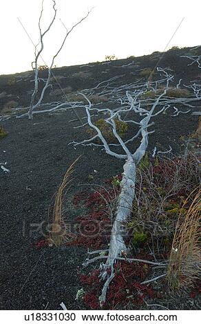 Stock Image - Volcano National Park - Big Island of Hawaii - Desolation Trail. Fotosearch