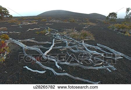 Volcano National Park - Big Island of Hawaii - Desolation Trail View Large Photo Image Stock Image - Volcano National Park - Big Island of Hawaii - Desolation Trail. Fotosearch
