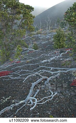 Volcano National Park - Big Island of Hawaii - Desolation Trail View Large Photo Image Stock Photo - Volcano National Park - Big Island of Hawaii - Desolation Trail. Fotosearch