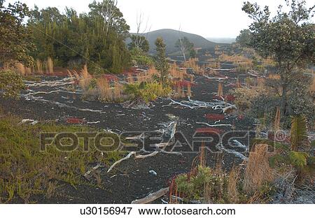 Stock Photo - Volcano National Park - Big Island of Hawaii - Desolation Trail. Fotosearch