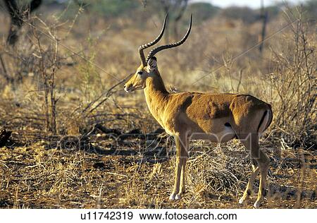 Stock Photo - African gazelle. Fotosearch