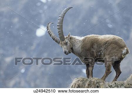 Alpine Ibex on mountain spur View Large Photo Image Stock Image - Alpine Ibex on mountain spur. Fotosearch