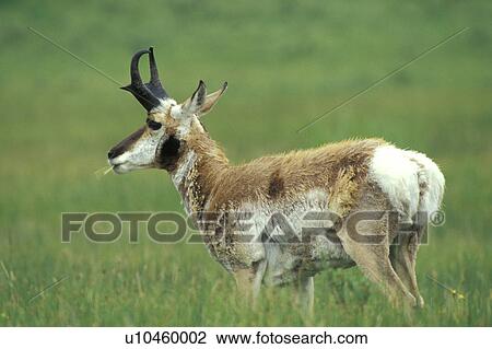 Stock Image - American animal antelope. Fotosearch