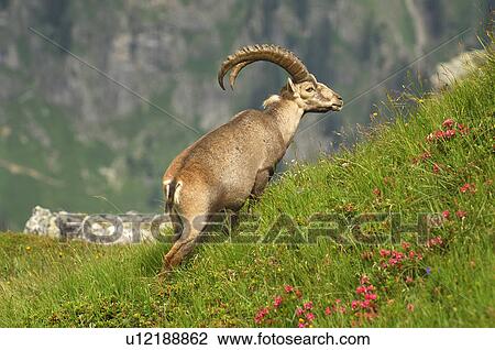 Animal in the Alps View Large Photo Image Stock Image - Animal in the Alps. Fotosearch